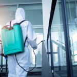 The Cost of Ignoring Pest Problems in Gold Coast Homes