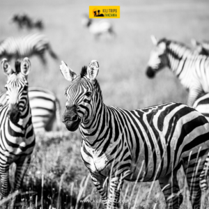 Best National Parks for Tanzania Wildlife Safaris