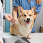 Why Every Pet Needs a Trusted Pet Hospital in Calgary