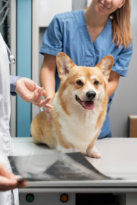 Why Every Pet Needs a Trusted Pet Hospital in Calgary 1 Why Every Pet Needs a Trusted Pet Hospital in Calgary