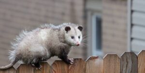 Safe and Effective Ways to Manage Possum Activity Around Your Property