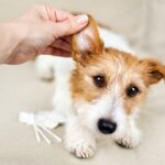 Early Signs of Skin Problems in Pets