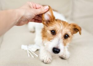 When Your Dog Needs a Professional De-Shedding Session 1 When Your Dog Needs a Professional De-Shedding Session