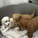Puppy Cavapoos for sale