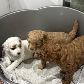 Puppy Cavapoos for sale