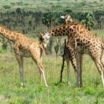 Exploring Waza National Park: The Ultimate Guide for Wildlife Lovers
