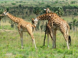 Exploring Waza National Park: The Ultimate Guide for Wildlife Lovers
