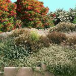 Why Are California Native Plants for Landscaping a Smart Choice for Sustainable Gardens?
