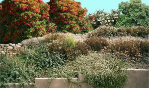 Why Are California Native Plants for Landscaping a Smart Choice for Sustainable Gardens?