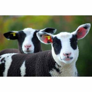 The Importance Of Smart Animal Identification: Animal RFID Ear Tag Technology