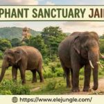 The Ultimate Guide to Elephant Sanctuary Jaipur: Ethical Tourism and Majestic Encounters 3 The Ultimate Guide to Elephant Sanctuary Jaipur: Ethical Tourism and Majestic Encounters