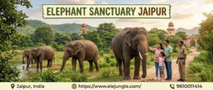 The Ultimate Guide to Elephant Sanctuary Jaipur: Ethical Tourism and Majestic Encounters