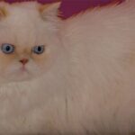 Where Can I Buy a Persian Kitten Without Worrying About Quality or Health