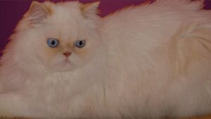Where Can I Buy a Persian Kitten Without Worrying About Quality or Health?