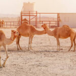Why Is Camel Milk Becoming More Popular in Qatar? 3 Why Is Camel Milk Becoming More Popular in Qatar?