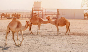 Why Is Camel Milk Becoming More Popular in Qatar? 1 Why Is Camel Milk Becoming More Popular in Qatar?