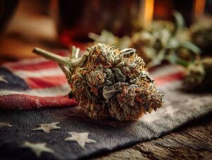 How Premium Strains For Deliver a Better Experience 1 How Premium Strains For Deliver a Better Experience