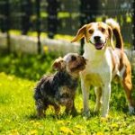 pets desexing3