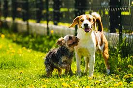Dog Desexing Recovery: How Long It Takes and Tips for a Smooth Healing Process
