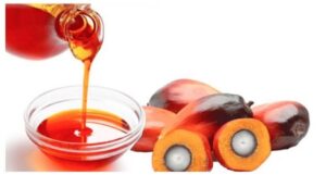 Palm Oil Price Trend | A Complete Guide to Market Movements, Global Demand, Price Factors, and Future Outlook