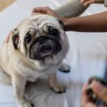 How a Pet Hospital in Calgary Supports Your Pet’s Lifelong Health