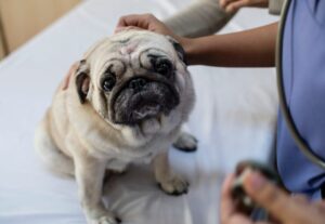 How a Pet Hospital in Calgary Supports Your Pet’s Lifelong Health
