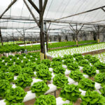 Cultivating the Future of Sustainable Agriculture Across Europe 3 Cultivating the Future of Sustainable Agriculture Across Europe