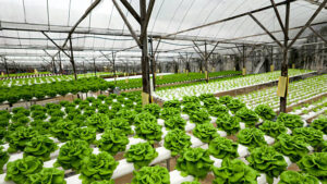 Cultivating the Future of Sustainable Agriculture Across Europe
