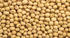 Soybean Price Trend: A Complete Guide to Market Movements, Supply, Demand, and Future Price Outlook 1 Soybean Price Trend: A Complete Guide to Market Movements, Supply, Demand, and Future Price Outlook