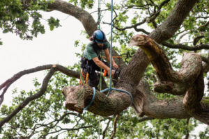 Latest Insights Professional Tree Care Leaders Trust