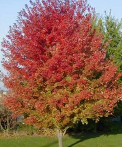 Add Natural Elegance to Your Garden with Japanese Maples
