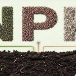 NPK Price Trend: Market Insights, Demand Analysis, and Future Outlook 3 NPK Price Trend: Market Insights, Demand Analysis, and Future Outlook