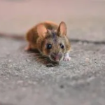 rodent control rjc04onoss2i89k9uknhb32ta105ci4gfyvkdyfe1c