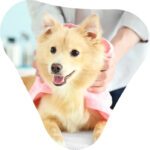 dog HP