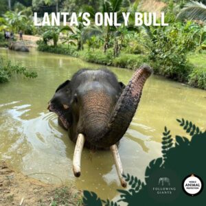 Best Ethical Elephant Sanctuary