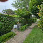 Hedging and Pruning in Sydney Starts With Getting Timing Right 3 Hedging and Pruning in Sydney Starts With Getting Timing Right