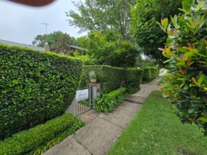 Hedging and Pruning in Sydney Starts With Getting Timing Right 1 Hedging and Pruning in Sydney Starts With Getting Timing Right