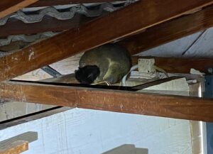 Pest Control Pearce 1 Pest Control Pearce