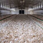 poultry houses