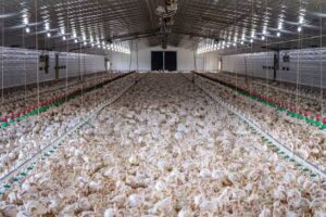 Who Needs Modern Poultry Houses? Benefits for Every Poultry Farmer 1 Who Needs Modern Poultry Houses? Benefits for Every Poultry Farmer