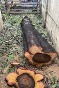 K THANTHONI TREE CUTTING SERVICE | Tree Cutting Service in Chennai | Tree Removal in Chennai | Coconut Tree Service in Chennai