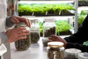 Top Weed Dispensary for Wellness 1 Top Weed Dispensary for Wellness