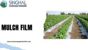 Smart Solutions with Mulch Film for Weed Control Success