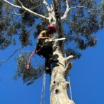 tree removal melbourne Copy