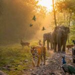 Safariwildlifeingoldenhourglo
