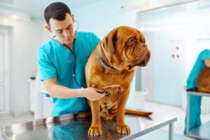 Veterinary Clinic in Calgary for Safe Surgical Procedures 1 Veterinary Clinic in Calgary for Safe Surgical Procedures