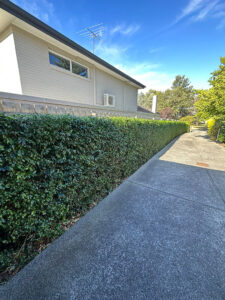 Hedging in Melbourne 1 Hedging in Melbourne