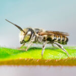Are Wasp Nests Dangerous for Children and Pets? 3 Are Wasp Nests Dangerous for Children and Pets?