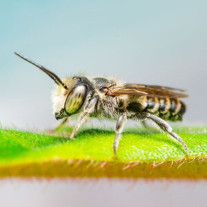 Are Wasp Nests Dangerous for Children and Pets? 1 Are Wasp Nests Dangerous for Children and Pets?