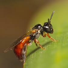 Where Do Bees Commonly Build Nests Around Melbourne Homes?